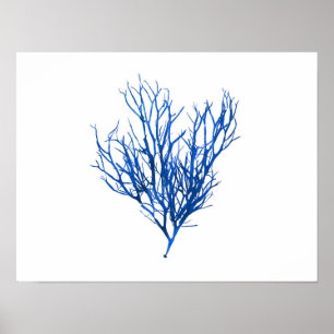 Affiche Algue bleue #10 42x32 cm