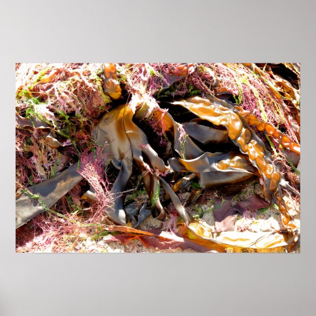 AFFICHE ALGUES (Devant)