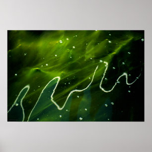 Affiche Algues vertes et eau wapcn