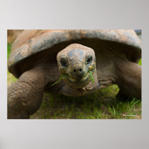 Affiche Alimentation Aldabra Tortoise