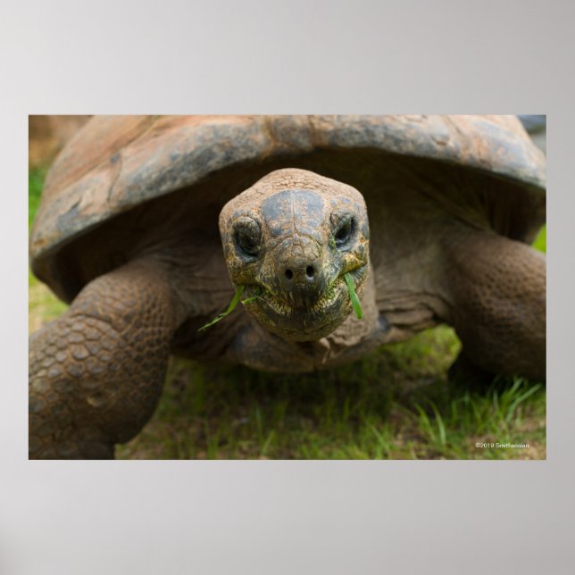 Affiche Alimentation Aldabra Tortoise (Devant)