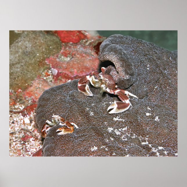 Affiche Alimentation des crabes (Devant)