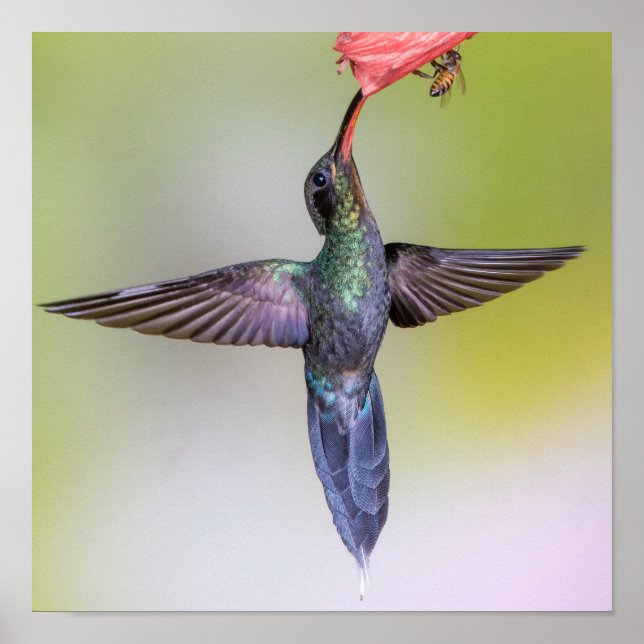 Affiche Alimentation Exotique de colibri avec ailes Ouvert (Devant)
