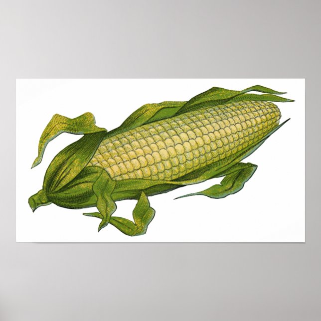 Affiche Aliments anciens, légumes sains, maïs en épi (Devant)