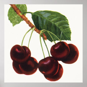 Affiche Aliments de fruits vintage, cerises mûres d'un arb