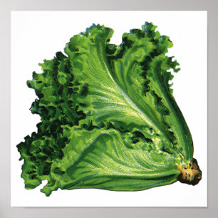 Affiche Aliments rétro, légumes de laitue à feuilles verte