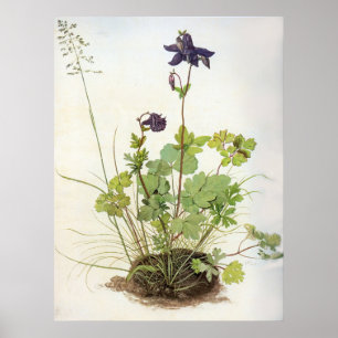 Affiche Alkelei-Blume - Albrecht Durer - c1500