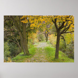 Affiche Allée bordée d'arbres en automne