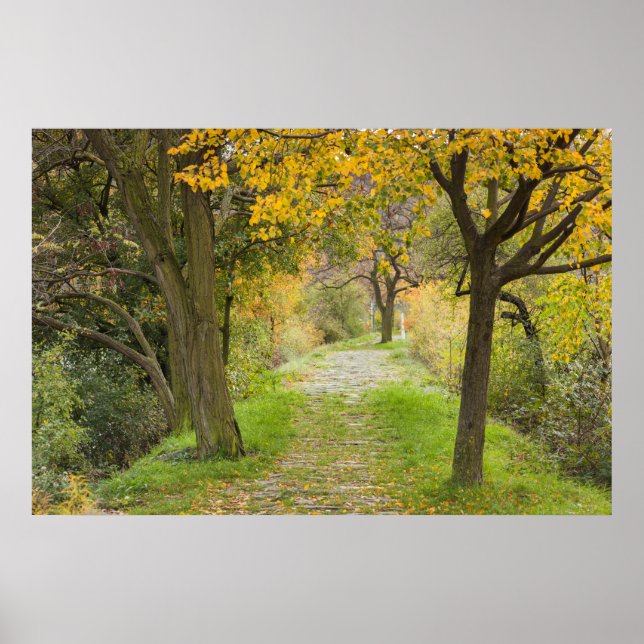 Affiche Allée bordée d'arbres en automne (Devant)