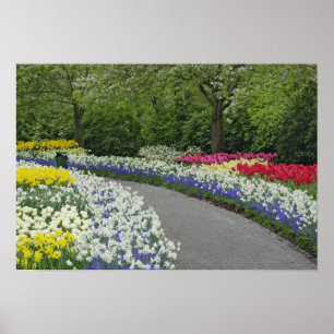 Affiche Allée de trottoir à travers les tulipes et les jon