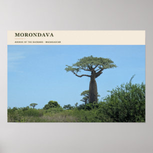 Affiche Allée des Baobabs de Morondava