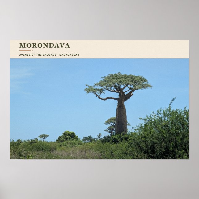 Affiche Allée des Baobabs de Morondava (Devant)