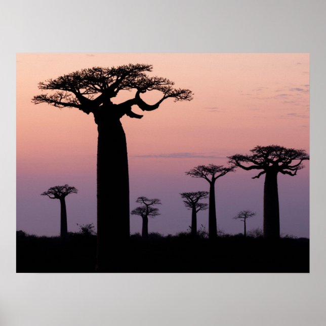 Affiche Allée des Baobabs, Madagascar, Morondava, Afrique, (Devant)
