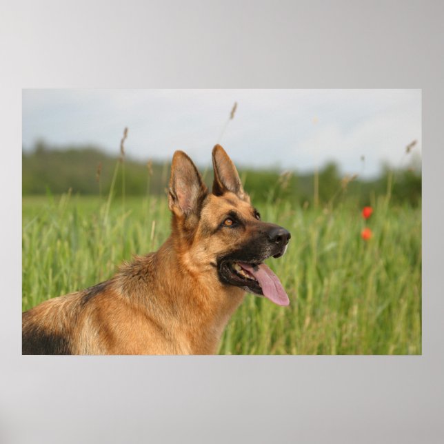affiche allemande Shepherd Dog (Devant)