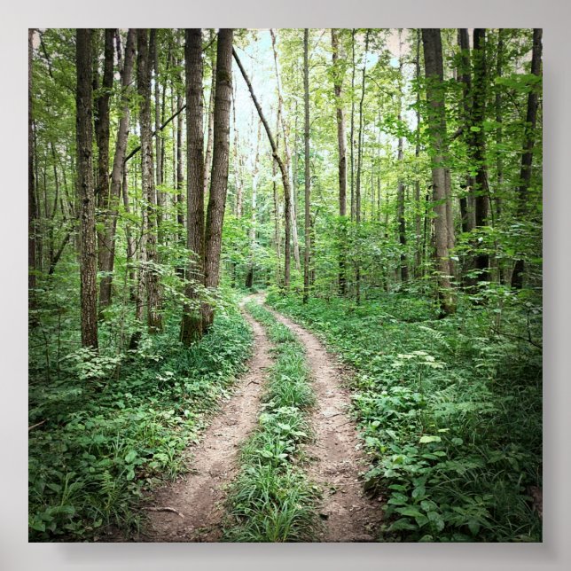 Affiche Aller dans la forêt (Devant)