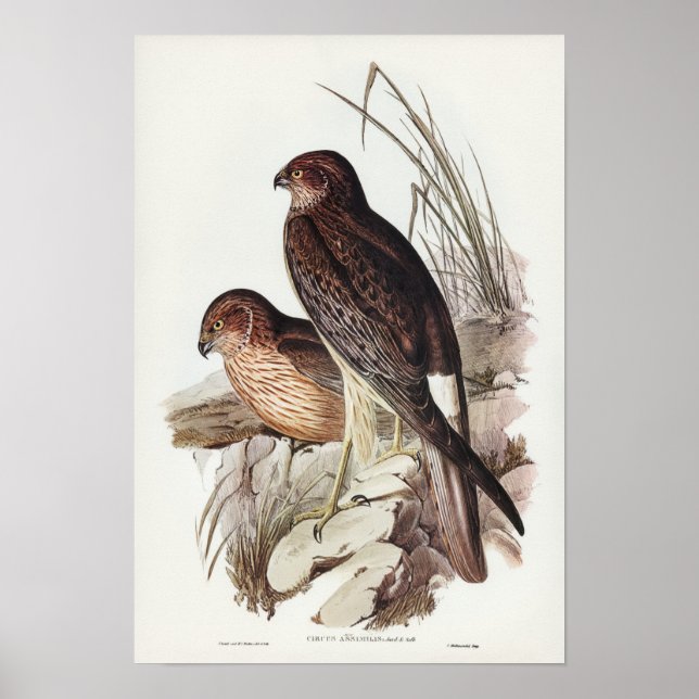 Affiche Allied Harrier par Elizabeth Gould (Devant)