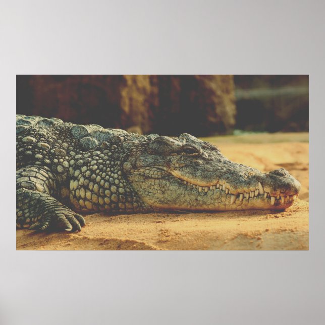 Affiche Alligator (Devant)