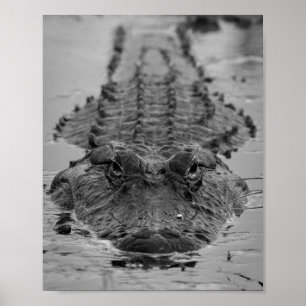 Affiche Alligator américain décroché - Photo Faune