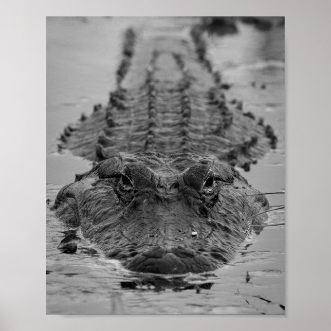 Affiche Alligator américain décroché - Photo Faune (Devant)