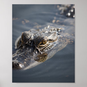 Affiche Alligator Américain Vibrant Qui Se Trouve Dans L'E