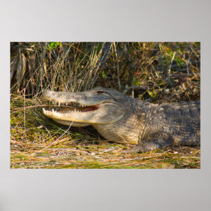 Affiche Alligator, Canaveral National Seashore, Floride