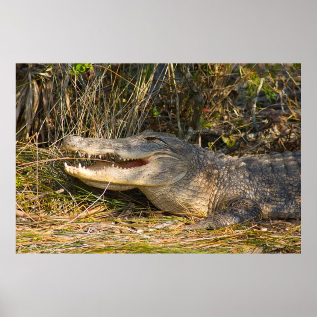 Affiche Alligator, Canaveral National Seashore, Floride (Devant)