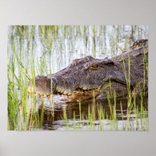 Affiche Alligator Crocodiles Wildlife Africa