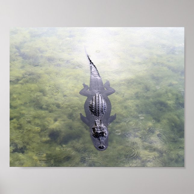 Affiche Alligator dans le trou bleu, Big Pine Key, Floride (Devant)