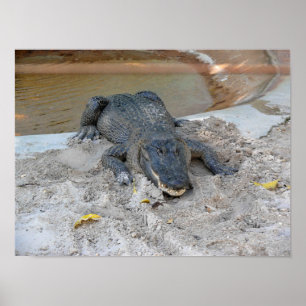 Affiche Alligator, Fort Lauderdale, Floride