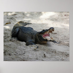 Affiche Alligator, Fort Lauderdale, Floride