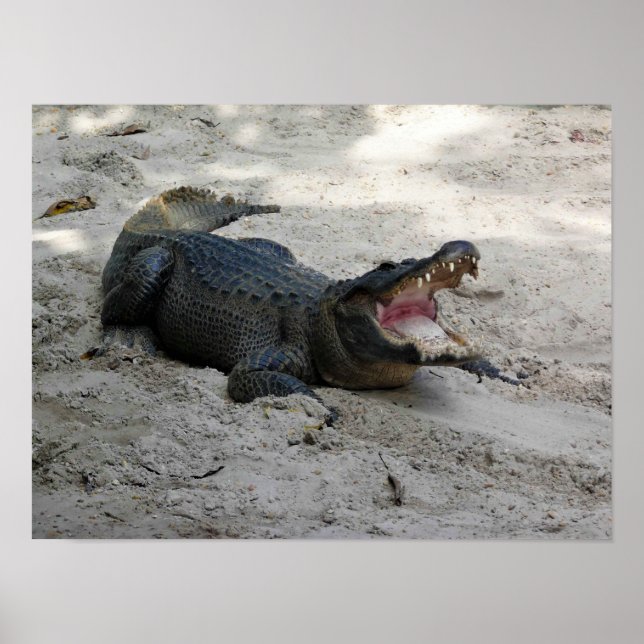 Affiche Alligator, Fort Lauderdale, Floride (Devant)