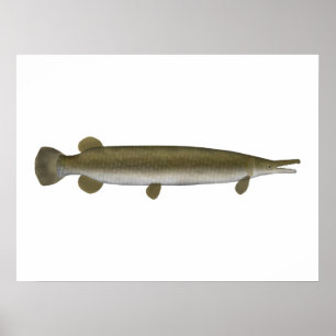 Affiche Alligator Gar