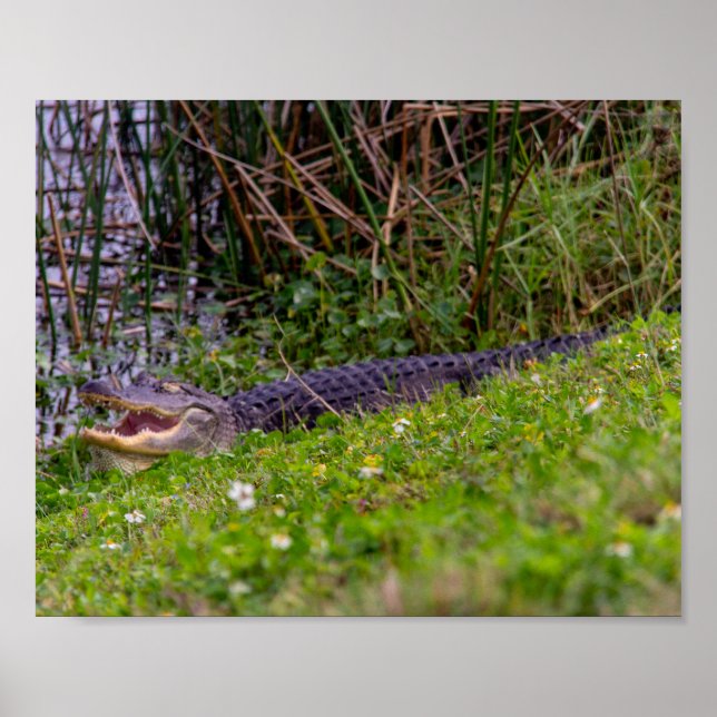 Affiche Alligator Grass Viera Wetlands Floride (Devant)