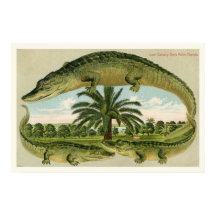 Alligator Imprimer 1