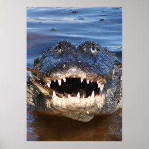 Affiche Alligator Mississipiensis