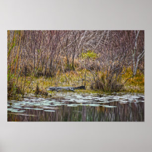 Affiche Alligator se faisant chauffer au soleil au lac Gal