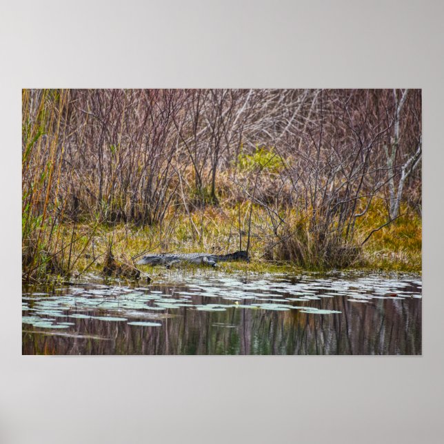 Affiche Alligator se faisant chauffer au soleil au lac Gal (Devant)