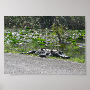 Affiche Alligator sur Alligator Alley, Fl