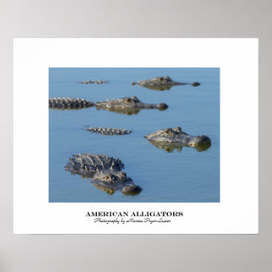 Affiche Alligators américains