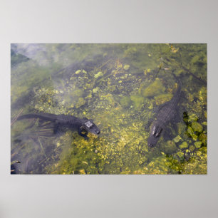 Affiche Alligators attentifs dans les clés de Floride