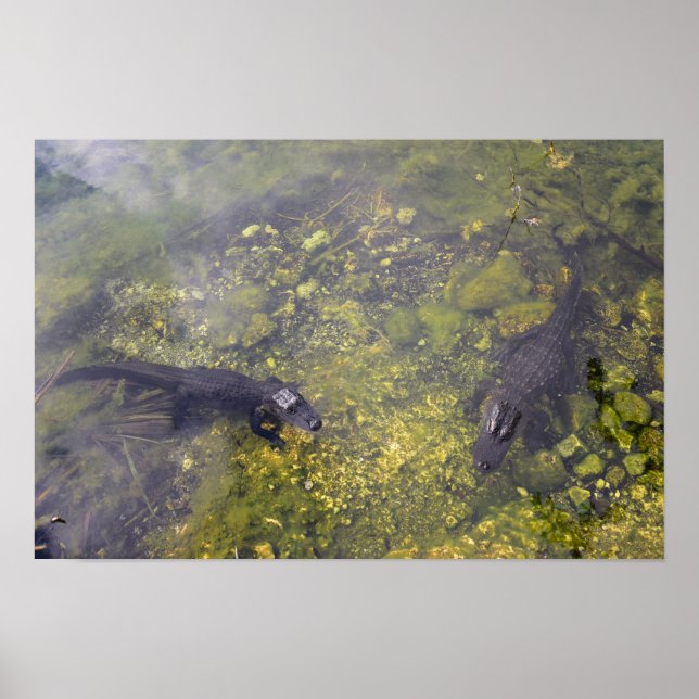 Affiche Alligators attentifs dans les clés de Floride (Devant)