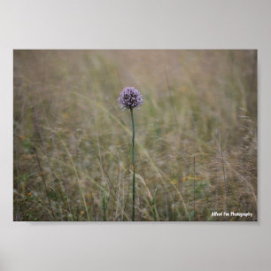 Affiche Allium, Allium Ampeloprasum, Poireau Sauvage