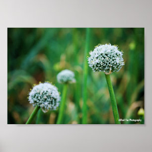Affiche Allium, Fleur d'oignon sauvage
