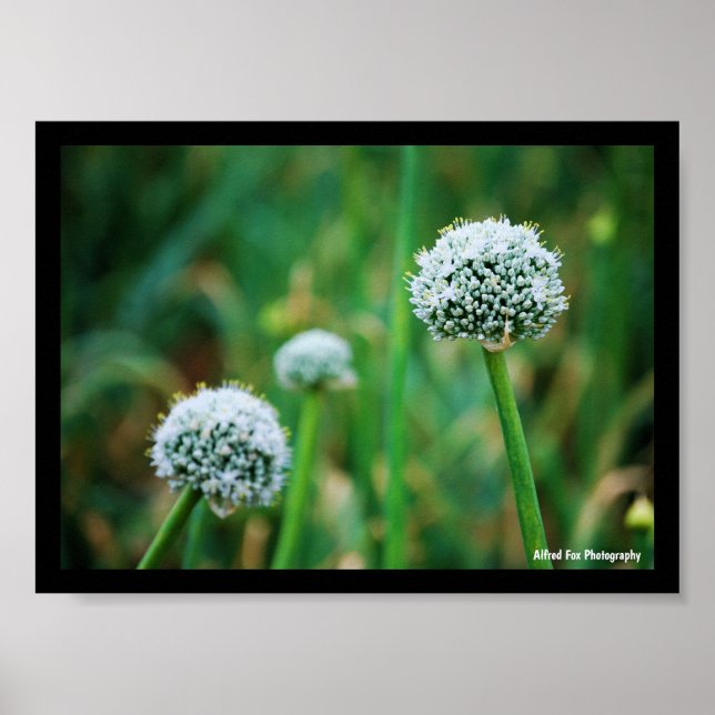Affiche Allium, Fleur d'oignon sauvage (Devant)