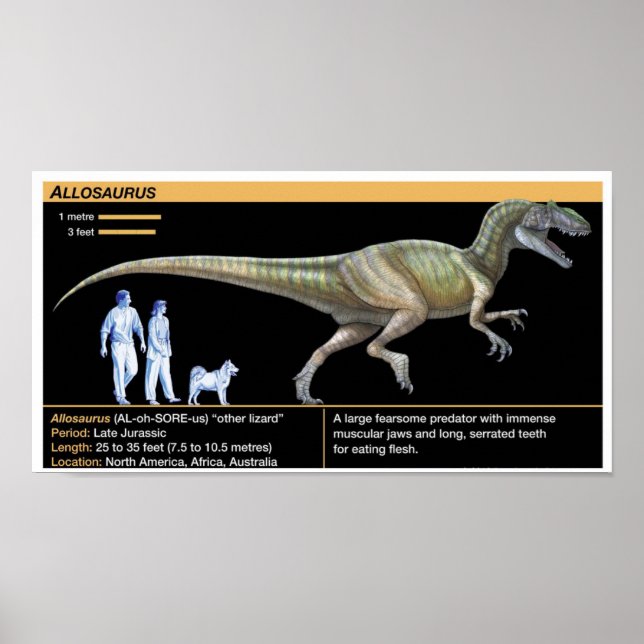 Affiche Allosaurus - Biologie Jurassique (Devant)