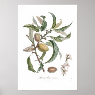 Affiche Almond