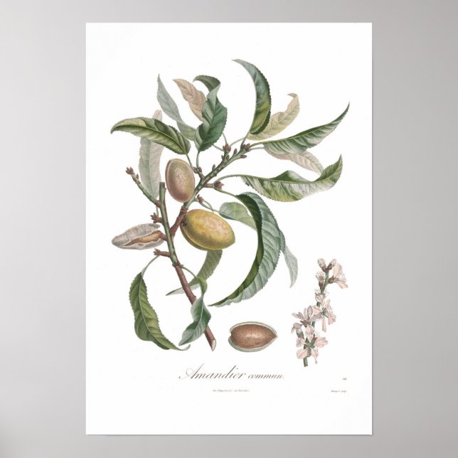 Affiche Almond (Devant)