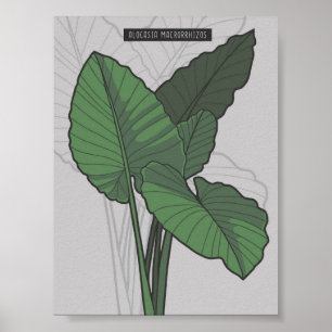 Affiche Alocasia Macrorrhizos Giant Taro plante