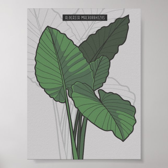 Affiche Alocasia Macrorrhizos Giant Taro plante (Devant)