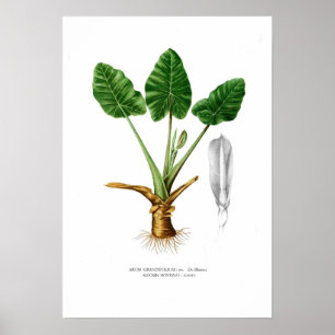Affiche Alocasia montana